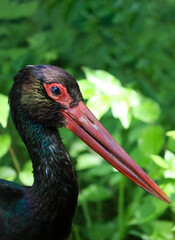 black stork face