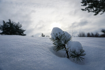 Small pine covered with fresh snow