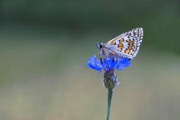 Yellow Banded Hoppy butterfly - Pyrgus sidae