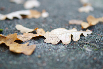 leaf on the ground
