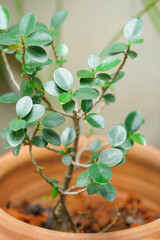 Ficus annulata in pot.it is commonly grown as an ornamental plant,beautiful green leaves.