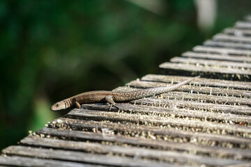 A brown lizard (Lacerta agilis) basking in the sun on the bridge
