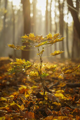 A small oak tree (Quercus petraea) with yellow leaves at sunrise in the forest