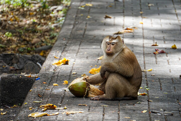 Sitting macaque monkey holding a coconut - obrazy, fototapety, plakaty