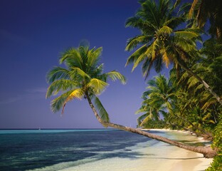 Fototapeta na wymiar maldives, palm beach, 