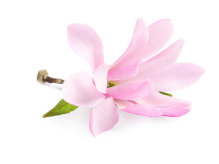Naklejka na ściany i meble Beautiful pink magnolia flower isolated on white
