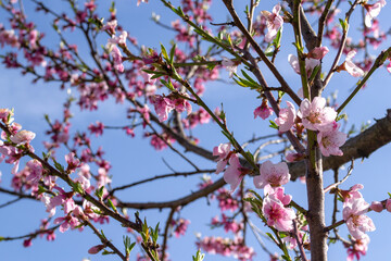 pink peach blossoms