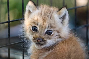 Crédence de cuisine en verre imprimé Lynx close up of a baby lynx