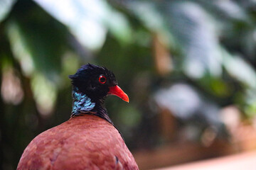 pheasant pigeon