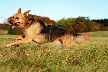 beautiful mixed german shepherd dog is running on a field