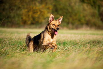 Obraz na płótnie Canvas beautiful mixed german shepherd dog is running on a field