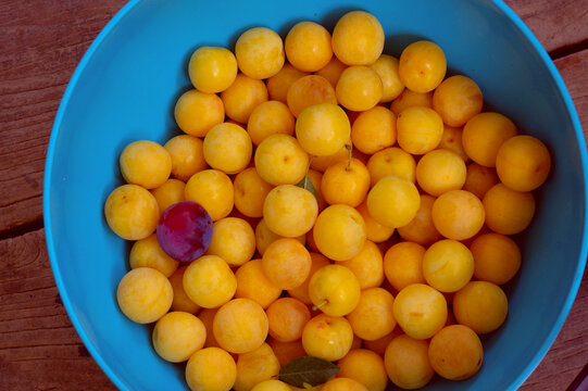 Cherry plum fruits in a blue bowl. Freshly picked yellow and violet summer fruits is a light blue container. . High quality photo