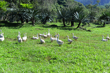 Flock of domestic geese on a green meadow. Summer green rural landscape. Geese in the grass, domestic bird, flock of geese, panoramic view, Thailand