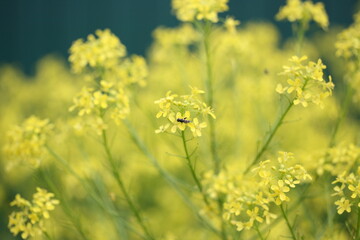 Obraz premium Little fly sits on a yellow flower