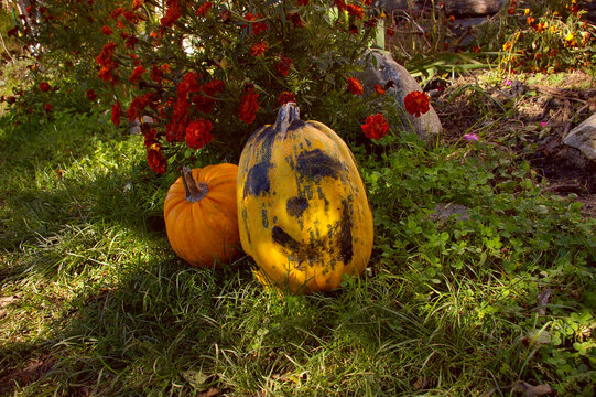 Smiling face painted on a yellow pumpkin. Red-yellow marigold annual flowers blooming near two 