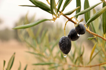 detail of olive hanging on olive branch. Ripe fruit ready for harvest