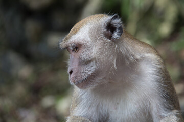 Asian Macaques in Batu Caves in Malaysia 