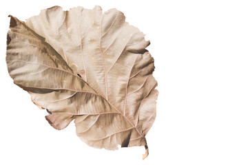 dry leaves of teak tree on white isolated background