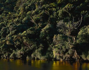 new zealand, porarai river, rainforest, nikan palms, river, water bodies, vegetation, landscape,...