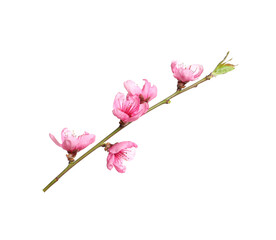 Fototapeta na wymiar Beautiful sakura tree branch isolated on white