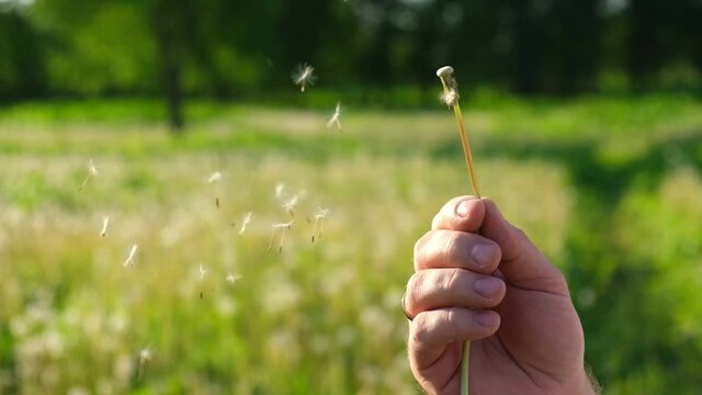 Macro Shot of Dandelion being blown in super slow motion. White dandelion blossom gets blown away by the man. Fluffy white seeds flying into the distance. Flower blossom is swept away.