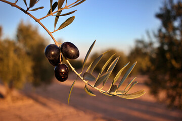 detail of ripe black olives, ready for the harvest and production of quality olive oil
