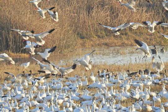 A flock of snow geese enjoying a beautiful day at the Merced National Wildlife Refuge, in the northern San Joaquin Valley, California.