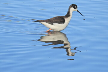 A black-necked Stilt wading in the shallows in search of aquatic invertebrates, at the Merced National Wildlife Refuge, in the northern San Joaquin Valley, California.