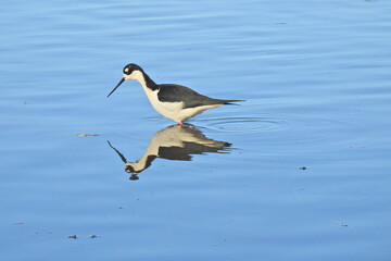 Fototapeta na wymiar A black-necked Stilt wading in the shallows in search of aquatic invertebrates, at the Merced National Wildlife Refuge, in the northern San Joaquin Valley, California.