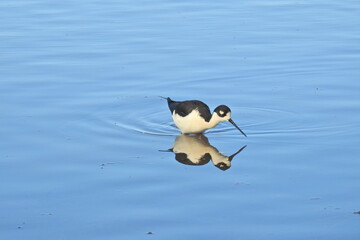 A black-necked Stilt wading in the shallows in search of aquatic invertebrates, at the Merced National Wildlife Refuge, in the northern San Joaquin Valley, California.