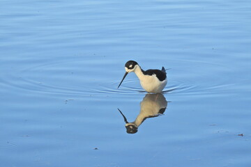 A black-necked Stilt wading in the shallows in search of aquatic invertebrates, at the Merced National Wildlife Refuge, in the northern San Joaquin Valley, California.