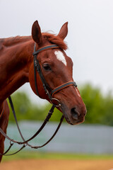 Obraz premium Portrait of a beautiful chestnut sport horse. Show jumping horse..