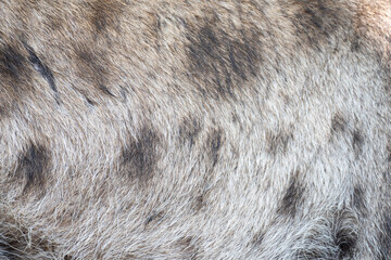 spotted hyena fur for nature background