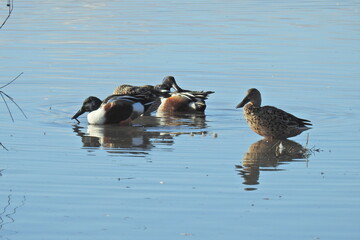 Northern shovelers, male and female, frolicking in the shallow waters of the Merced National Wildlife Refuge, in the northern San Joaquin Valley, California.