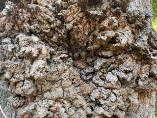 Closeup of the gnarly knot of a tree.
