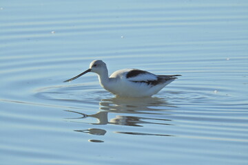 A nonbreeding American avocet wading in the shallows in search of aquatic invertebrates, at the Merced National Wildlife Refuge, in the northern San Joaquin Valley, California.