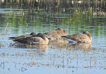 Greater White-fronted Geese relaxing in the shallows of the Merced National Wildlife Refuge, in the...
