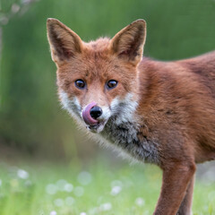 Fototapeta premium red fox cub licking his lips