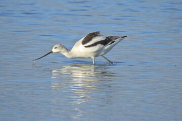 A nonbreeding American avocet wading in the shallows in search of aquatic invertebrates,  at the Merced National Wildlife Refuge, in the northern San Joaquin Valley, California.
