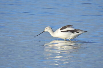 A nonbreeding American avocet wading in the shallows in search of aquatic invertebrates,  at the Merced National Wildlife Refuge, in the northern San Joaquin Valley, California.