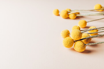 Craspedia globosa dry flowers