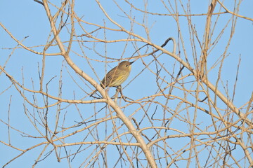A yellow-rumped warbler perched in a tree at the Merced National Wildlife Refuge, in the northern San Joaquin Valley, California.