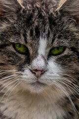 Naklejka na ściany i meble Close up of cats face. Portrait of a cute gray cat close-up.