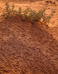 sahara, sand, raindrop, plant, yoke-leaf, zygophyllum album, africa, north africa, desert, desert sand, vegetation, white yoke-leaf, drought, heat, dryness, nature, desert plants, 