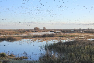 Flocks of snow geese and other assorted waterfowl, enjoying a beautiful day at the Merced National...