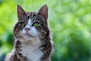 Cute cat  looks to the sides. Blurred bokeh background of tree garden..