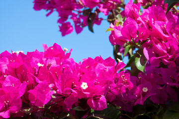 Obraz na płótnie Canvas Beautiful hot-pink flowers on a blue sky background