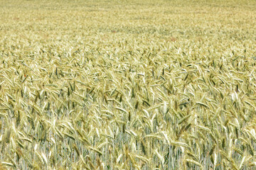 Wheat ears background. Green young wheat field.