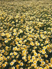 greece, crete, matala, south coast, flower meadow, wild chrysanthemums, chrysanthemum coronarium,...