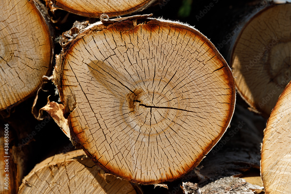 Poster cut of log birch on a sawmill in nature in the summer